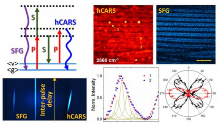 SFG Microscopy를 활용한 In vivo Hyperspectral CARS Imaging와 에너지 스킴.