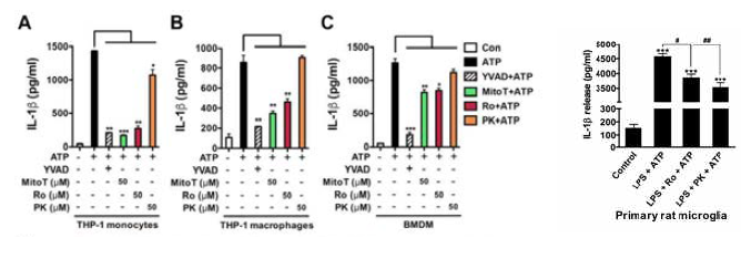 TSPO ligands에 의한 NLRP3 inflammaomse 활성화 억제 효과