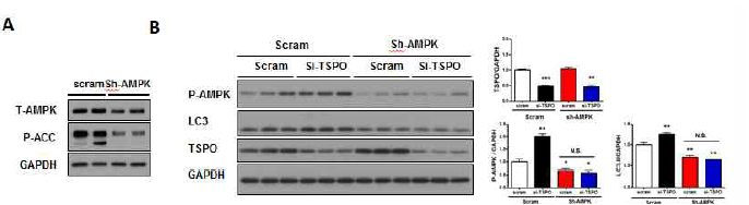 AMPK에 의존적인 TSPO의 자가 포식 작용 조절.