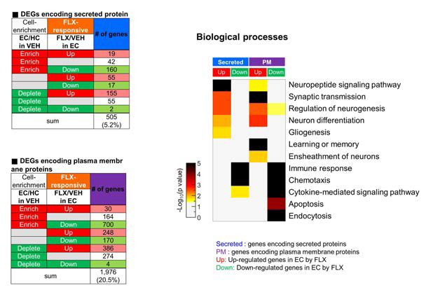 항우울 약물에 의해 변화하는 유전자 군의 Biological Function Pathway 분석