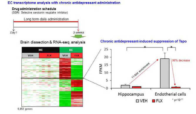 항우울 약물을 투여한 해마 미세혈관세포의 전사체 분석 및 TSPO의 발현 변화