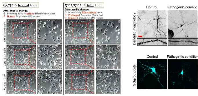 polyQ 독성 단백질이 유도된 경우, striatal cell line이 도파민 칵테일에 의해서 분화가 조절되는 과정 (왼쪽), primary cultured hippocampal cell에서의 dendrite 형태(오 른쪽 위)나 세포소기관의 분포 (오른쪽 아래) 등 다양한 신경병증 현상이 유도됨을 확인하 였음.