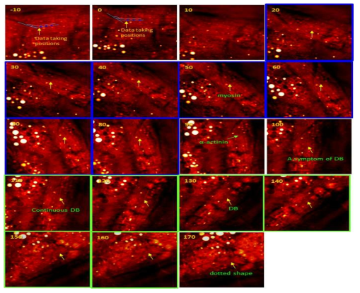 입사파 극성의존성을 변수로 하여 화학민감 과분광 반스톡스라만산란 (hCARS, hyperspectral coherent anti-Stokes Raman scattering) 현미경으로관찰한 예쁜꼬마선충의 형상.