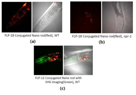 신경전달 펩타이드 FLP-18(a,b) 및 FLP-12(c)를 two-photon flourescence microscopy로 이미징