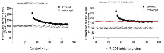 치매 모델마우스에서 miR-204의 저해를 통한 정상적 LTP 유도.