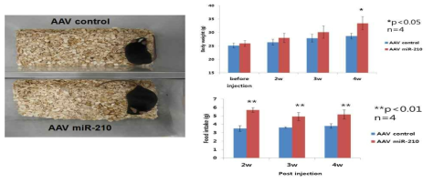 miR-210은 ATG7 유전자의 저해를 통해 autophagy 를 감소시키고 과체중 과 포도당대사 이상을 초래함.