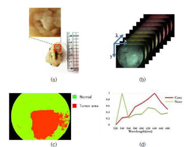 (a) 직장 종양 팬텀, (b) 반사 분광 이미지 큐브(520~680nm), (c) 분광 이미지 큐브로부터 분류된 영상, (d) 추출된 스펙트럼