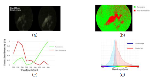 (a) 형광 영상 (b) 형광 다중-분광 이미지 큐브로부터 분류된 결과, (c) 추출된 스펙트럼, (d) 팬텀 제작에 쓰인 형광 염료의 Reference 분광 지표