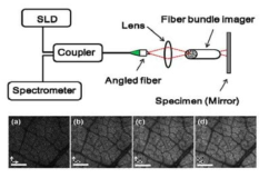 Micro-endoscopic fiber bundle 이미징 of optical coherence tomography