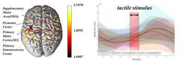 우세손의 인공촉감 자극 시 뇌활성 및 그래프