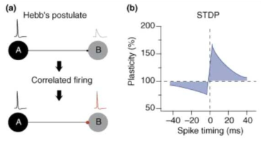 (a) Hebbian 이론에서의 plasticity와 이때 고려되는 (b) spike timing dependent plasticity의 그래프