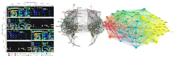 뇌 신경망 계산 모델, (좌) 커넥톰 연결 강도 (중) 양쪽 뇌 사이의 네트워크 (우) 강한 연결 다이어그램.