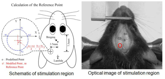 기존 연구에서 진행 되었던 초음파를 이용하여 rat의 뇌자극 위치 reference와 실제 rat의 뇌의 자극을 하고자 하는 영역