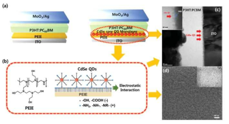 양자점 단일층을 이용한 유기 태양전지의 구조