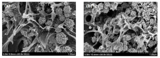(a) 금속나노입자 : PMMA = 1 : 1 (b) 금속나노입자 : PMMA = 5 : 1 필름의 SEM 사진