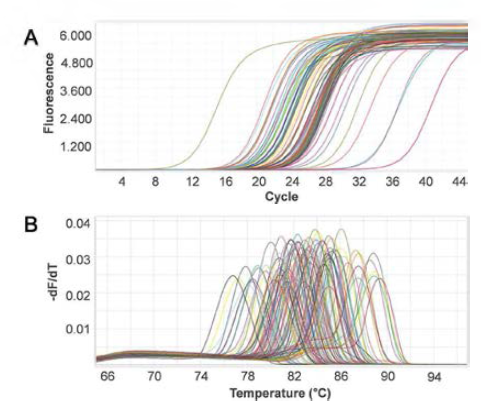 루각수용체 외의 유전자 99개 의 primer에 대한 qPCR 실험 결과