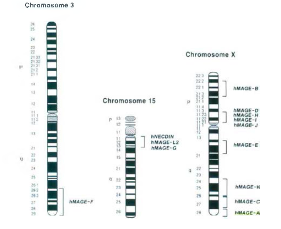 MAGE유전자의 염색체 상의 위치