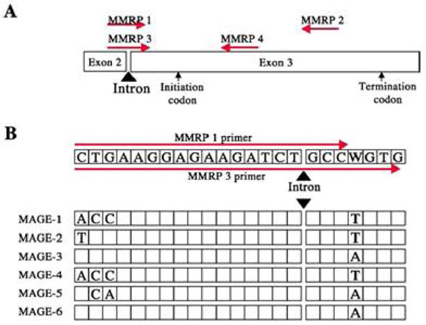 (A) MMRPs卜4의 위치와 (B) MMRP1 과 MMRP3의 primer와 MAGE1-6 표적 간의 유사도를 나타낸 도식