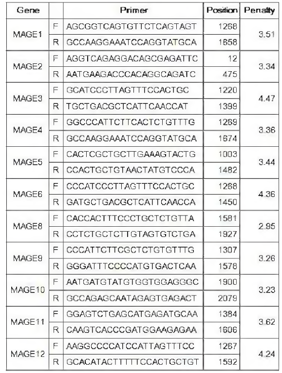 각 특정 MAGE1-12에 해 당 하 는 top 1 primer의 forward, reverse sequence와 표적상의 위치 그리고 penalty score
