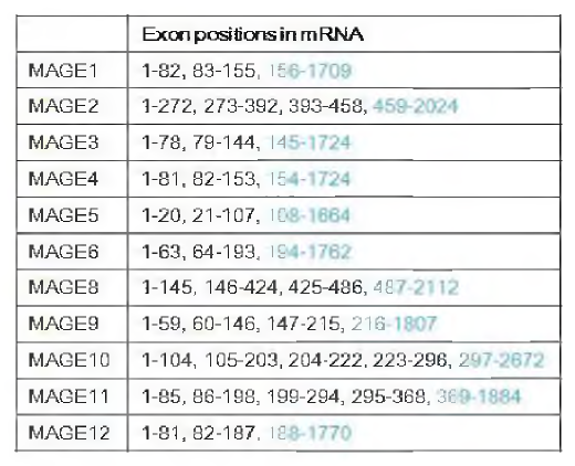 각 MAGE유전자의 exon 위치. 마지막 exon 부분이 매우 긴 것을 알 수 있음