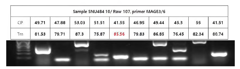 MAGE3/6의 primer를 암세포는 10개 대비 정상세포 107개로 반복 실험 결과.