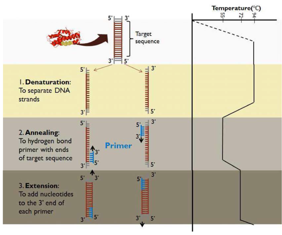 Polymerase chain reaction (PCR)의 흐름.