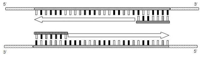 정방향 프라이머 (forward primer)와 역방향 프라이머 (reverse primer)가 표적서열과 결합된 상태