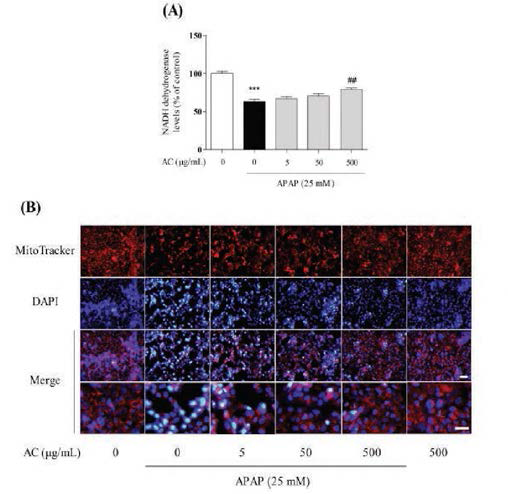 Effects of Aconitum carmichaelii AC) on APAP — induced mitochondrial dysfunction