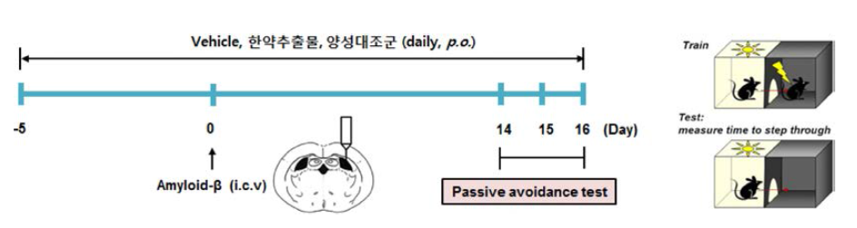 Amyloid 투여 및 동물 인지, 행동 평가법