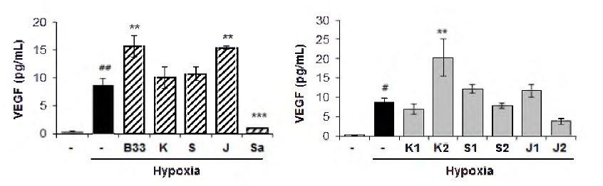 BEC 세포에서 SCD-B-033의 hypoxia-inckjced VEGF prod니ction에 대한 억제 효능