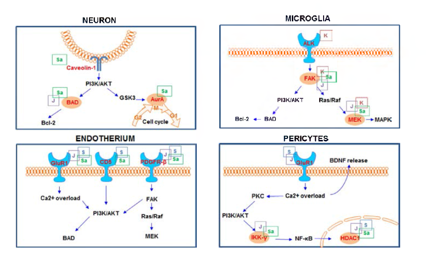 SCD-B-032 구성 한약재의 뇌혈관세포단위 세포별 주요 단백질 활성 기전