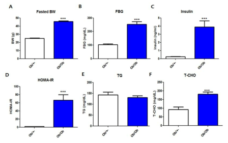 Ob/Ob 동물모델의 체중 및 metabolic phenotypes