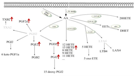 Metabolic pathways for arachidonic acid.