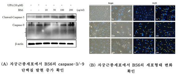 자궁근종 세포의 BS6에 의해 유도되는 세포사멸 마커 및 세포 변화 확인