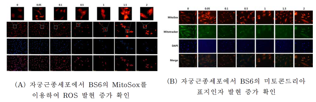 자궁근종 세포의 BS6에 의해 유도되는 미토콘드리아 활성 확인