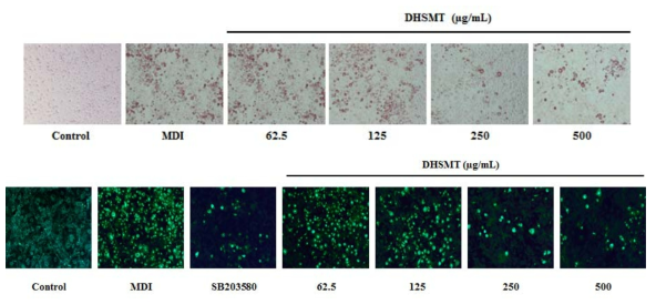 3T3-L1 cell line을 이용한 lipid accumulation과 GLUT4 변화 확인