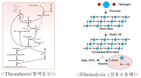 Thrombosis (혈액응고)와 Fibrinolysis (섬유소용해)