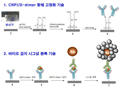 CRP/D-dimer를 검출하기 위한 항체 고정화