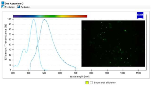 염색염료(Auramine)의 흡수(excitation)와 방출(emission) 그래프 및 형광시료의 관찰영상 예
