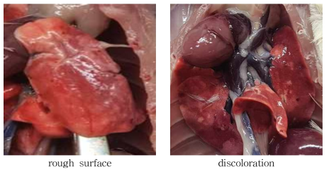 BLM에 의한 폐섬유화 유도 동물의 폐에서의 대표적인 육안소견(1차 시험, 2.5 mg/kg 용량군)