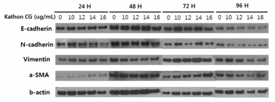 Kathon CG 처리에 따른 BEAS-2B 세포의 EMT 관련 단백질 발현