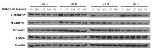Kathon CG 처리에 따른 A549 세포의 EMT 관련 단백질 발현