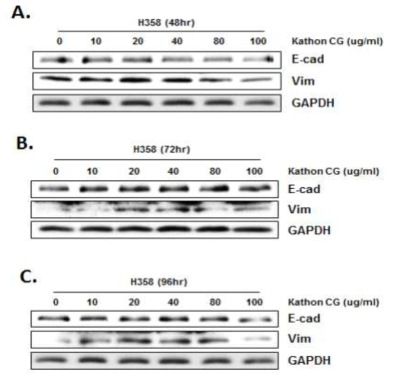 Kathon CG 처리에 따른 H358 세포의 EMT 관련 단백질 발현