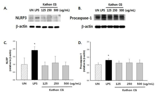 Kathon CG 처리에 따른 inflammasome 관련 단백 발현