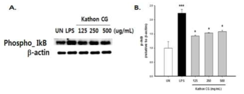 Kathon CG 처리에 따른 p-IkB 단백질 발현