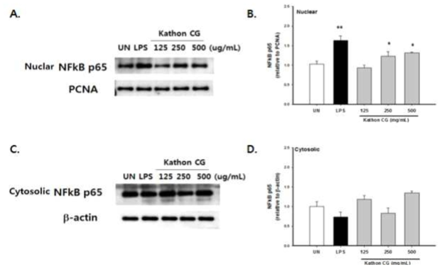 Kathon CG 처리에 따른 NFkB 단백질 발현