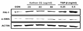 Kathon CG 처리에 따른 fibrosis 관련 단백질 발현