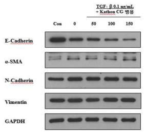 TGF-β 병용처리에의해유도되는 EMT에 대한 Kathon CG의 영향확인