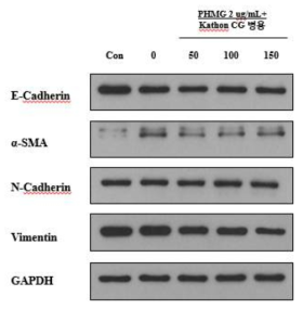 PHMG-p병용처리에의해유도되는EMT에대한Kathon CG의영향확인
