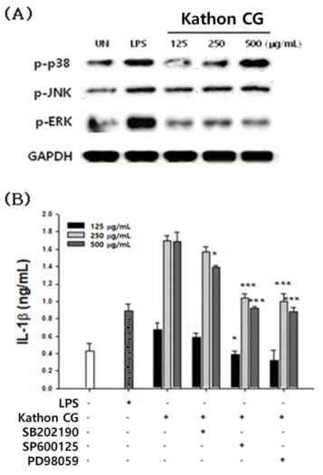Kathon CG에 의한 MAPKinase 활성 검증